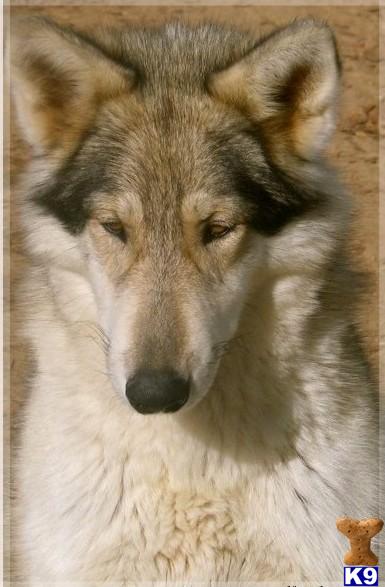 Wolf Dog Puppies for Sale