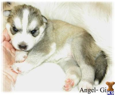 Wolf Dog Puppies for Sale