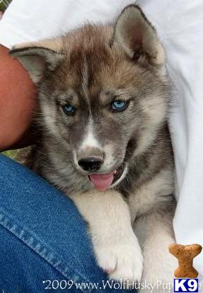 Wolf Dog Puppies for Sale