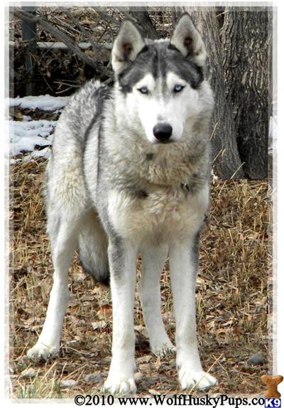 Wolf Dog Puppies for Sale