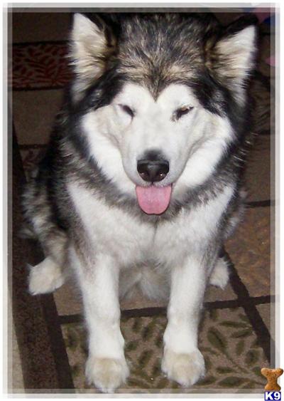 Wolf Dog Puppies for Sale