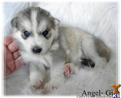 Wolf Dog Puppies for Sale