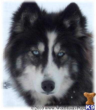 Wolf Dog Puppies for Sale