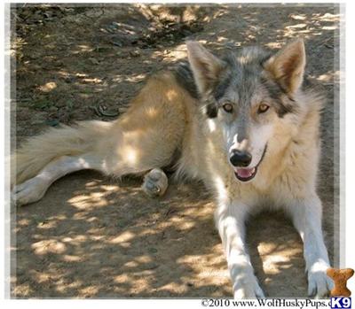 Wolf Dog Puppies for Sale