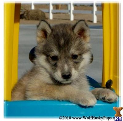 Wolf Dog Puppies for Sale