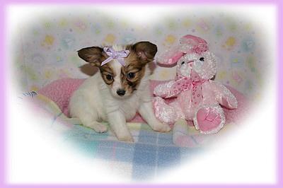 Papillon Puppies for Sale