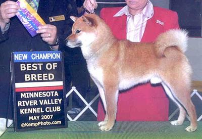 Stud Dogs in MN