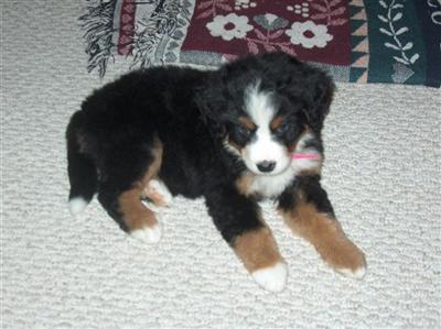 Bernese Mountain Dog Puppies for Sale