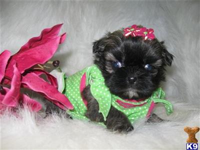 Puppies in NC