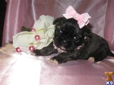 Shih Tzu Puppies for Sale