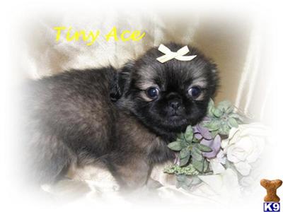 Pekingese Puppies for Sale