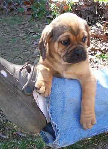 Pug Puppies for Sale