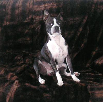 Stud Dogs - Boston Terrier