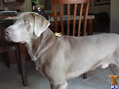 Stud Dogs - Labrador Retriever