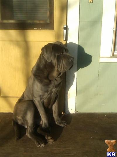 Stud Dogs - Neapolitan Mastiff