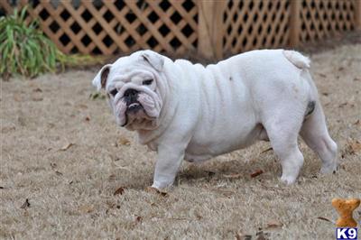 Stud Dogs - Bulldog