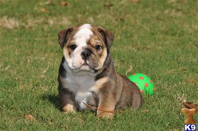 Bulldog Puppies for Sale