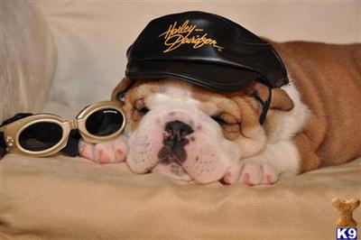 Bulldog Puppies for Sale