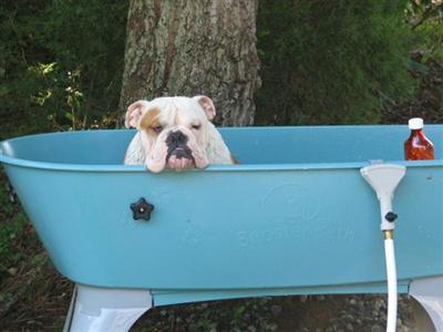 Stud Dogs - Bulldog