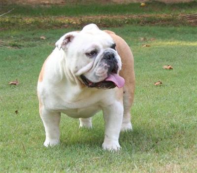 Stud Dogs - Bulldog