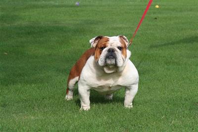 Stud Dogs - Bulldog