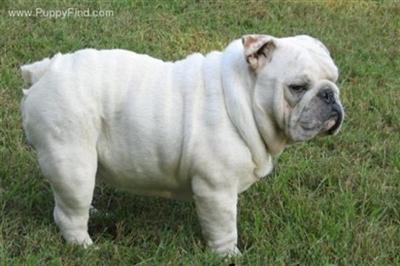 Stud Dogs - Bulldog