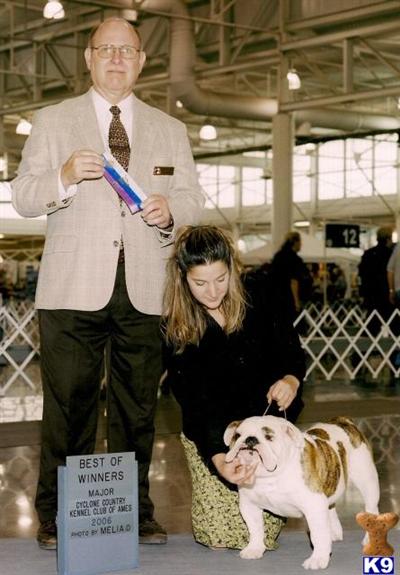 Stud Dogs - Bulldog