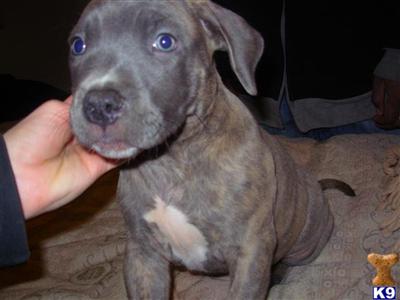 Staffordshire Bull Terrier Puppies for Sale