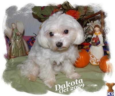 Stud Dogs - Maltese