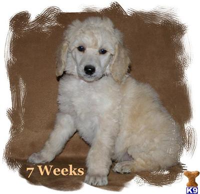 Poodle Puppies for Sale