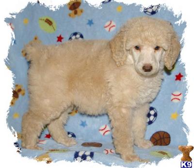 Poodle Puppies for Sale
