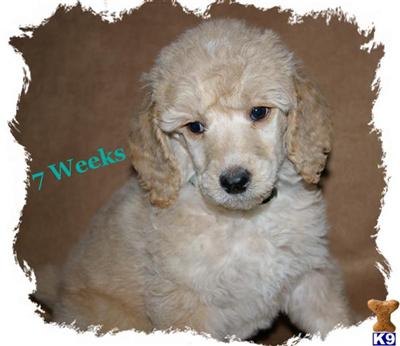 Poodle Puppies for Sale