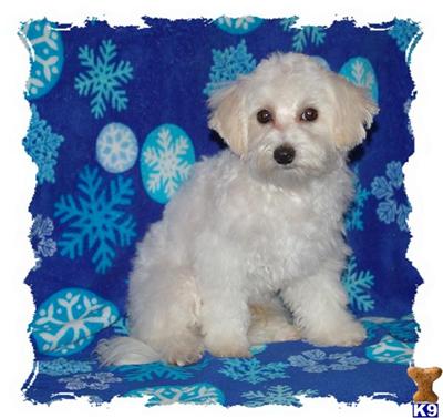 Maltese Puppies for Sale