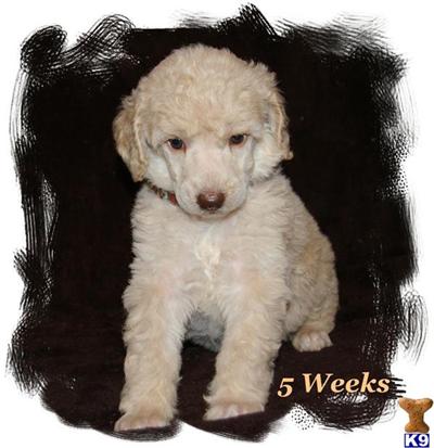 Poodle Puppies for Sale