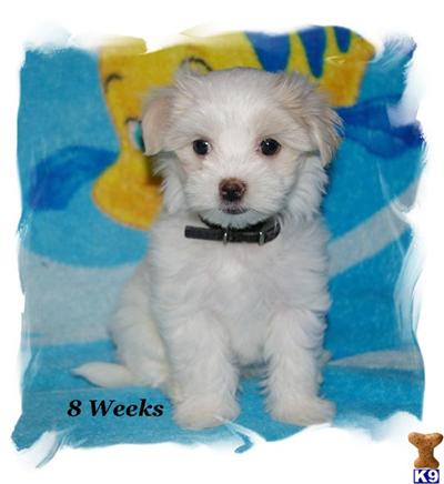 Maltese Puppies for Sale
