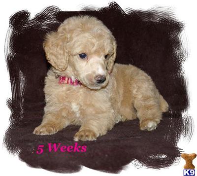 Poodle Puppies for Sale