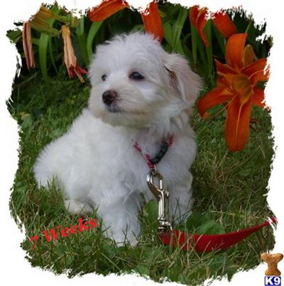 Puppies in OH