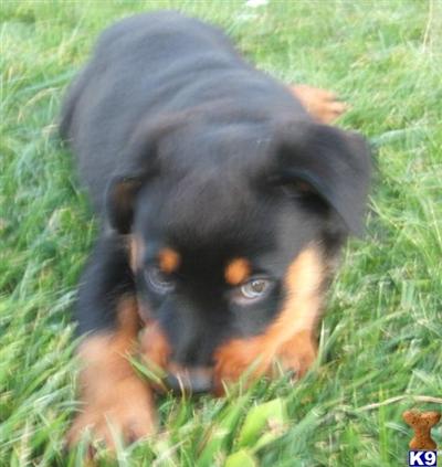 Rottweiler Puppies for Sale
