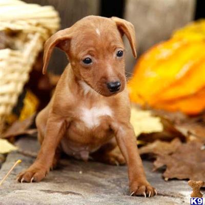 Miniature Pinscher Puppies for Sale
