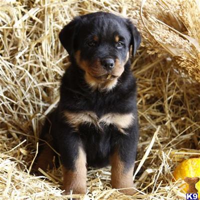 Rottweiler Puppies for Sale