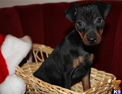 Miniature Pinscher Puppies for Sale