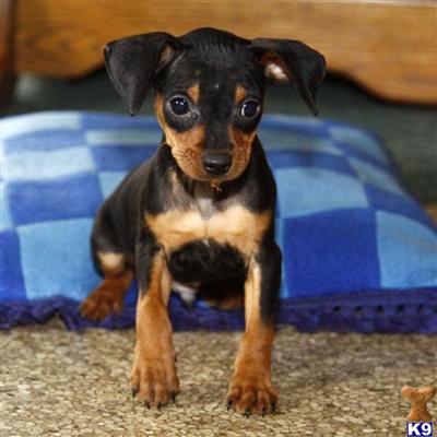Miniature Pinscher Puppies for Sale