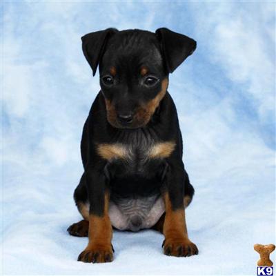Miniature Pinscher Puppies for Sale