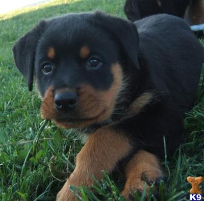 Rottweiler Puppies for Sale