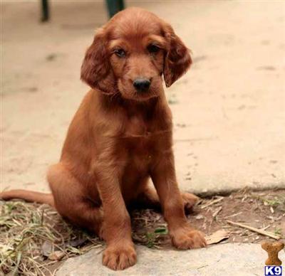 Irish Setter Puppies for Sale