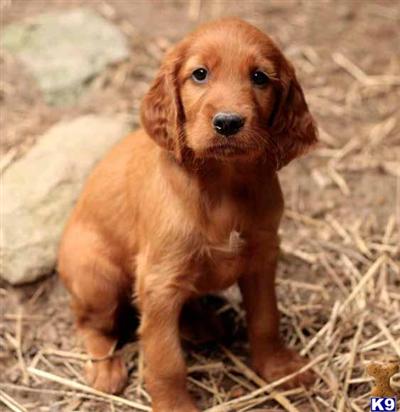 Irish Setter Puppies for Sale