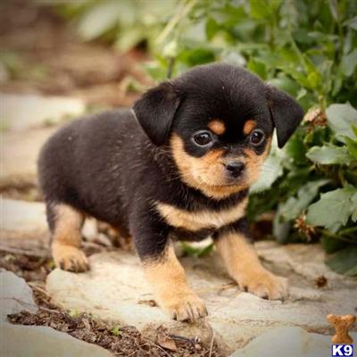 Rottweiler Puppies for Sale