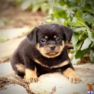 Rottweiler Puppies for Sale