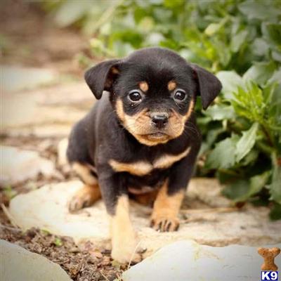 Rottweiler Puppies for Sale