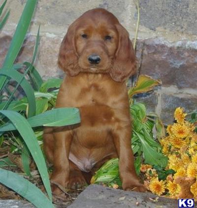 Irish Setter Puppies for Sale
